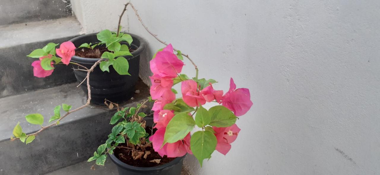 Bisandu Guesthouse Mirissa Kültér fotó
